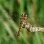 common darter female